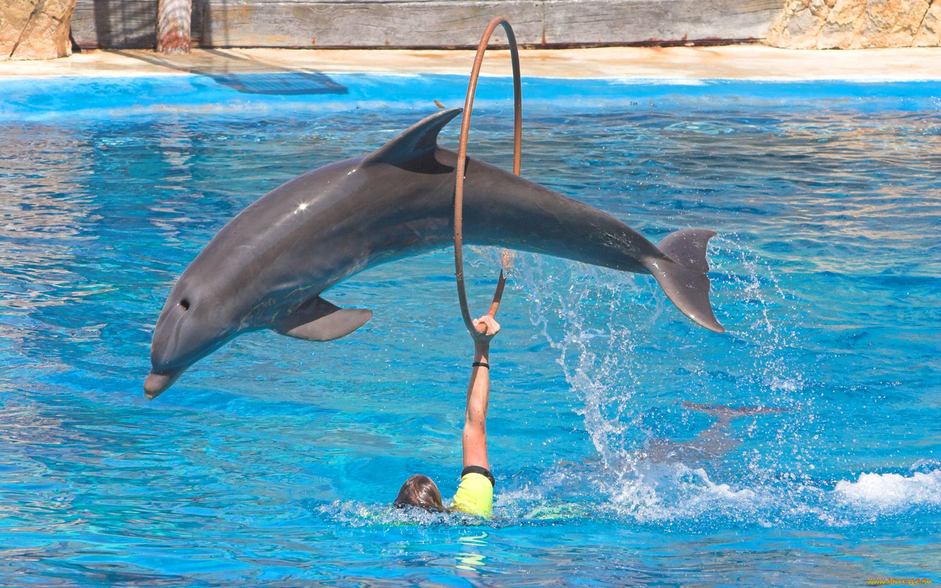 Дельфины с удовольствием разучивают и выполняют разные. Черноморская Афалина. Дельфины афалины. Черноморская Афалина дрессировка. Дельфин Афалина в дельфинарии.